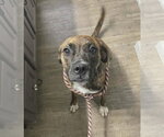 Small Boxer Mix