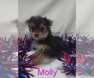 Yorkshire Terrier Puppy for sale in AZLE, TX, USA