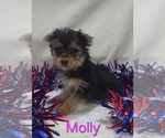 Small Yorkshire Terrier