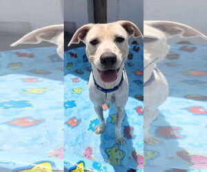 Labrador Retriever-Unknown Mix Dogs for adoption in Rockaway, NJ, USA