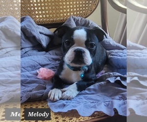 Boston Terrier Puppy for sale in POMEROY, OH, USA