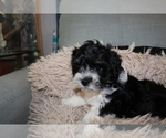 Small Photo #6 Maltese-Schnoodle (Miniature) Mix Puppy For Sale in PUEBLO WEST, CO, USA