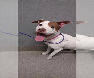 Mutt Dogs for adoption in Las Vegas, NV, USA