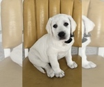 Small #4 Labrador Retriever