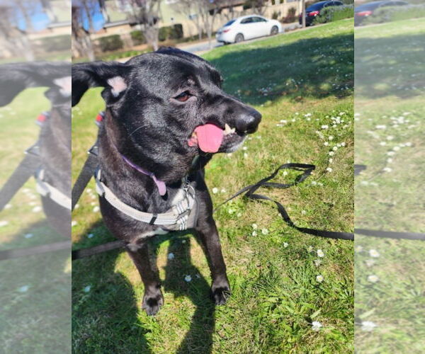 Medium Photo #2 American Pit Bull Terrier-Unknown Mix Puppy For Sale in Hayward, CA, USA