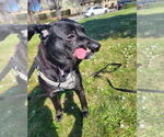 Small #1 American Pit Bull Terrier Mix