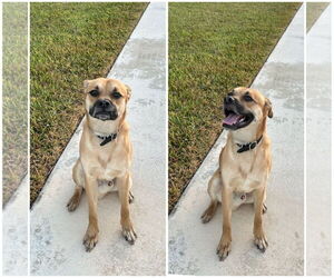 Mutt Dogs for adoption in Key Largo, FL, USA