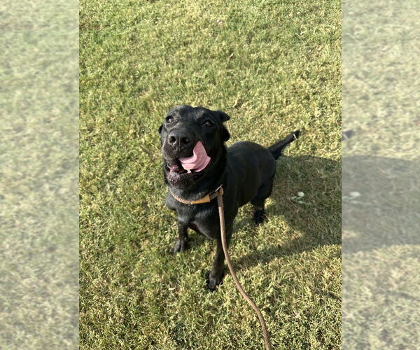 Medium Photo #4 Labrador Retriever-Unknown Mix Puppy For Sale in Evansville, IN, USA