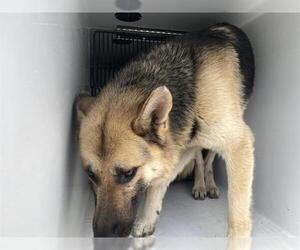 German Shepherd Dog Dogs for adoption in Houston, TX, USA