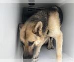 Small German Shepherd Dog