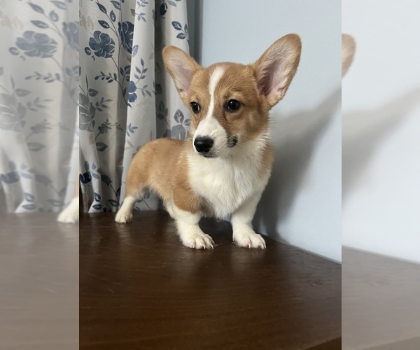 Medium Photo #13 Pembroke Welsh Corgi Puppy For Sale in DURHAM, CT, USA