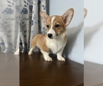 Small #12 Pembroke Welsh Corgi