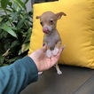 Small #5 Chihuahua
