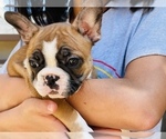 Small Photo #14 French Bulldog Puppy For Sale in FREMONT, CA, USA