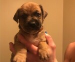 Small Photo #3 Australian Shepherd-Boxer Mix Puppy For Sale in LOUISVILLE, KY, USA