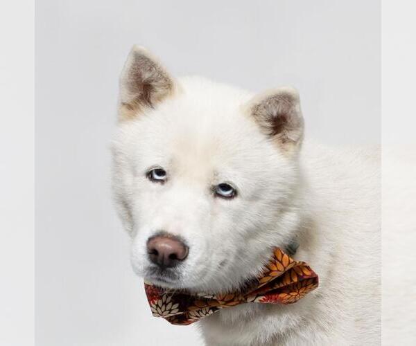 Medium Photo #1 - Mix Puppy For Sale in Santa Maria, CA, USA