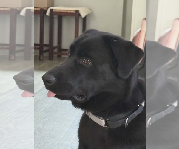 Medium Photo #3 Labsky Puppy For Sale in Holly Springs, NC, USA