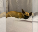 Small #2 Chihuahua Mix
