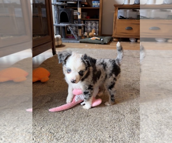 Medium Photo #1 Miniature Australian Shepherd Puppy For Sale in SAINT CLOUD, MN, USA