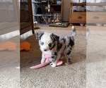 Image preview for Ad Listing. Nickname: Blue Merle boy