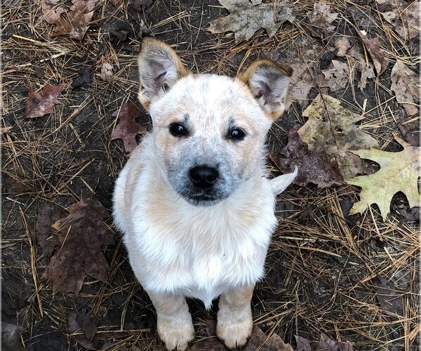 Medium Photo #1 Mutt Puppy For Sale in Remus, MI, USA