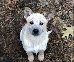Mutt Dogs for adoption in Remus, MI, USA