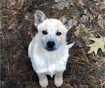 Small Photo #1 Mutt Puppy For Sale in Remus, MI, USA