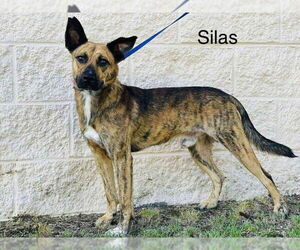 Mutt Dogs for adoption in East Derry, NH, USA