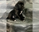 Small Photo #6 American Bandogge mastiff Puppy For Sale in FORT GARLAND, CO, USA