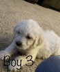 Small Photo #89 Goldendoodle Puppy For Sale in VACAVILLE, CA, USA