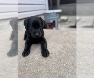 Labrador Retriever Puppy for sale in KENOSHA, WI, USA