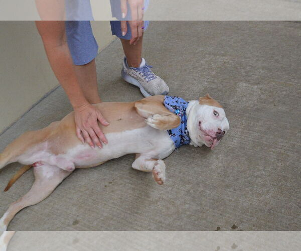 Medium Photo #3 American Pit Bull Terrier-Unknown Mix Puppy For Sale in McKinney, TX, USA
