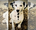 Small Photo #2 Dalmatian Puppy For Sale in BROOKSVILLE, FL, USA