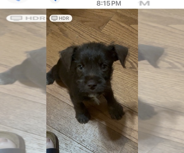 Medium Photo #2 Schnauzer (Miniature) Puppy For Sale in WESTMINSTER, SC, USA