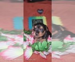 Small Photo #153 Yorkshire Terrier Puppy For Sale in AKRON, OH, USA