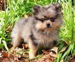 Puppy 3 Pomeranian