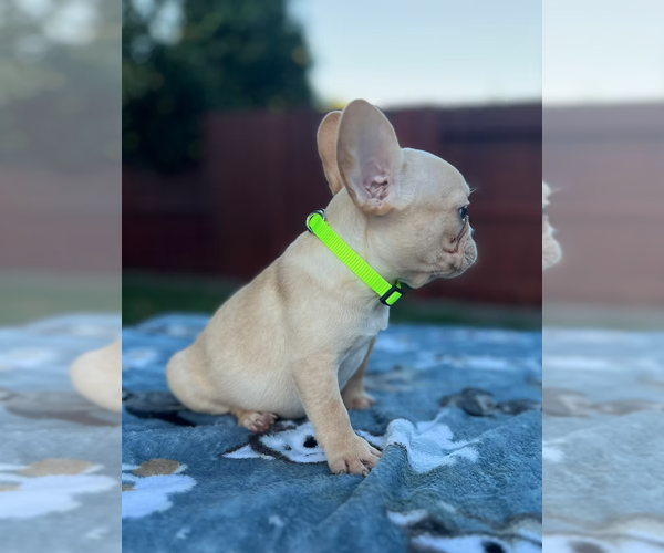 Medium Photo #3 French Bulldog Puppy For Sale in SACRAMENTO, CA, USA