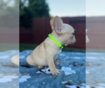 Small #2 French Bulldog