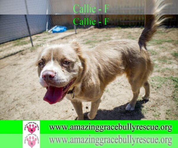 Medium Photo #5 Bulldog Puppy For Sale in Pensacola, FL, USA