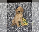 Small Photo #3 Golden Retriever Puppy For Sale in KIRKWOOD, PA, USA