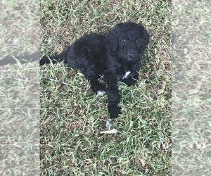 Double Doodle Puppy for sale in SALUDA, SC, USA