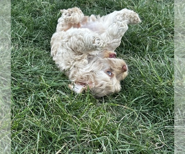 Medium Photo #2 Cockapoo (Miniature) Puppy For Sale in GREENTOWN, IN, USA