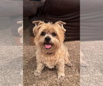 Small #4 Shih Tzu Mix