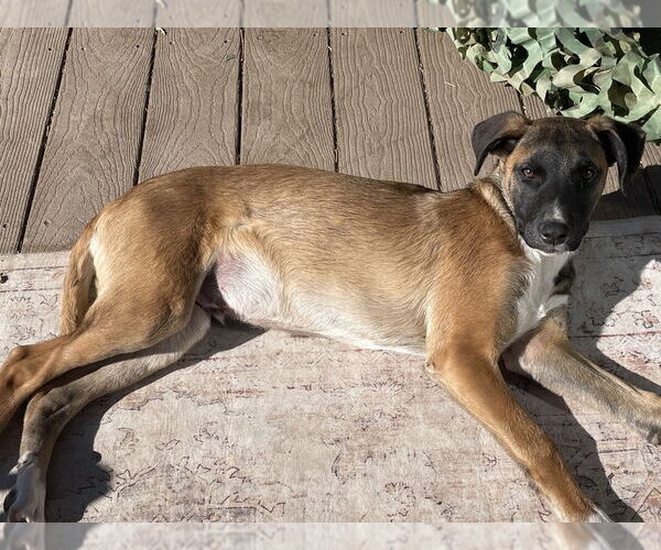 Medium Photo #16 Collie-German Shepherd Dog Mix Puppy For Sale in Lakewood, CO, USA