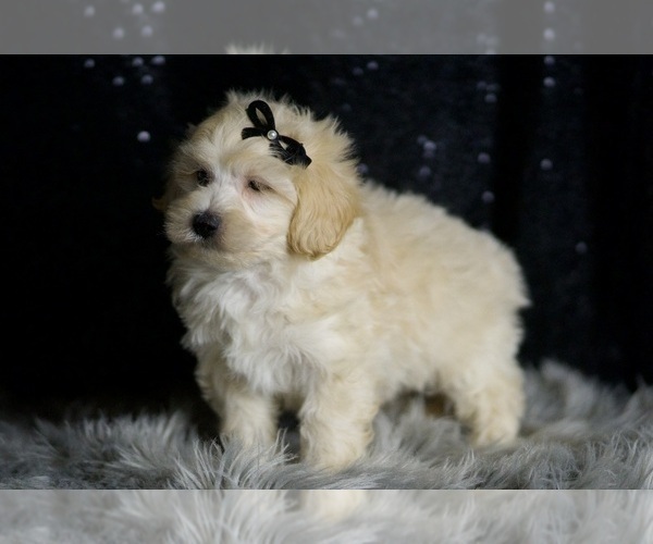 Medium Photo #4 Maltipoo (Miniature) Puppy For Sale in WARSAW, IN, USA