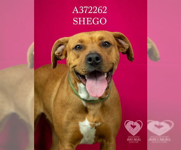 Medium Photo #2 Mutt Puppy For Sale in Stockton, CA, USA