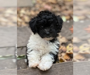 Maltipoo Puppy for sale in CUMMING, GA, USA