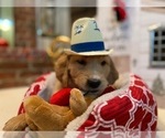 Small #28 Golden Retriever