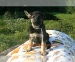 Small #1 German Shepherd Dog