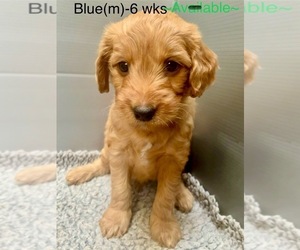 Goldendoodle Puppy for sale in ELBERT, CO, USA